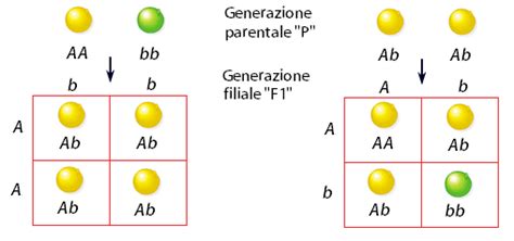 Esempio di quadrato di Punnet applicato alla genetica felina