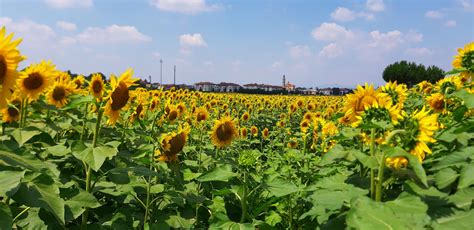 Girasoli in un campo