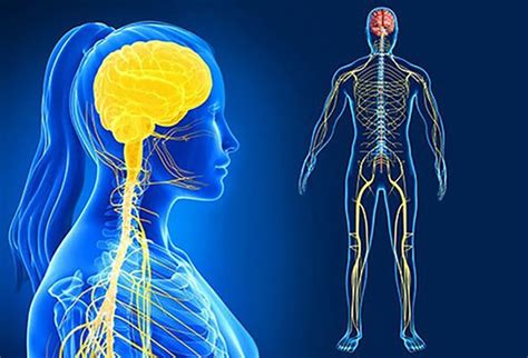 rappresentazione stilizzata dell'anatomia umana e del sistema nervoso legato al piacere