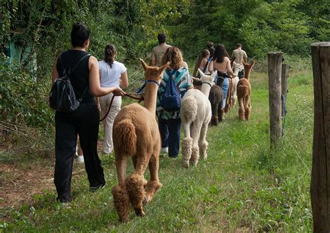 Foto ravvicinata di un alpaca durante una passeggiata didattica