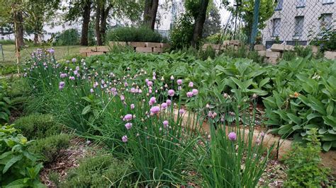 Un orto fiorito con erbe aromatiche
