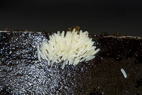 Microscopio elettronico che mostra le uova di mosca depositate su un substrato organico