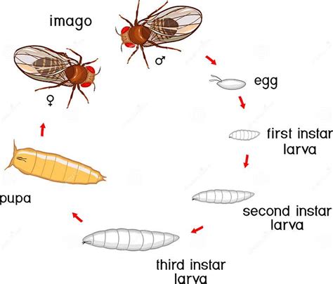 Diagramma che illustra le fasi di sviluppo della mosca: uovo, larva, pupa, adulto