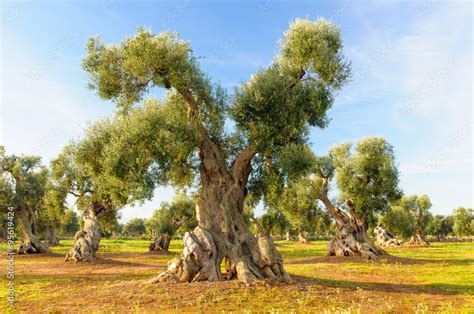 illustrazione scientifica di un ulivo secolare in un campo toscano