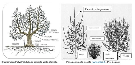 infografica sulle fasi di potatura dell'olivo e le forme di allevamento