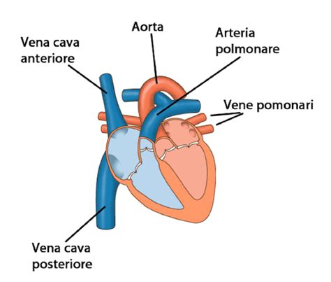schema semplificato che mostra come le onde ultrasonore rimbalzano dal cuore fetale alla sonda