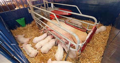 Box parto convenzionale con scrofa in gabbia