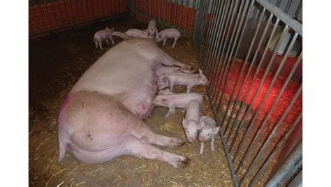 Box parto con scrofa libera o temporaneamente confinata in un allevamento