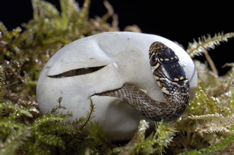 confronto visivo tra uova di rettile e piccolo di serpente appena nato da membrana