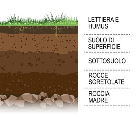 Sezione trasversale di un suolo fertile con i diversi orizzonti pedologici