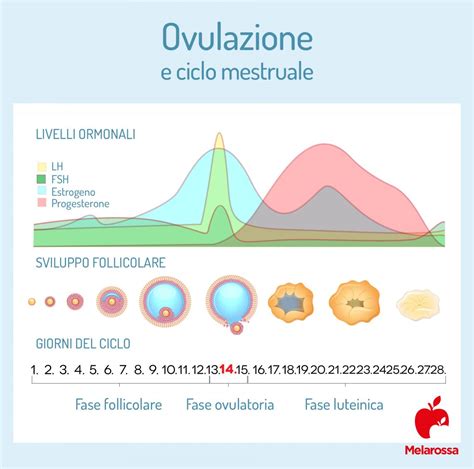 Infografica che spiega la durata della finestra fertile e la variabilità dell'ovulazione