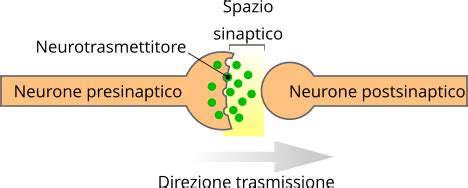 Schema della conduzione nervosa