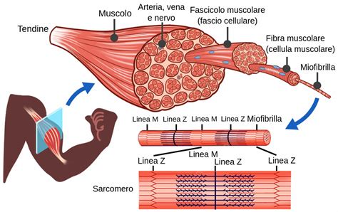rappresentazione schematica del miometrio e disposizione delle fibre muscolari spiraliformi