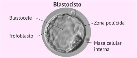 immagine al microscopio di un blastocisto in fase di espansione e contrazione