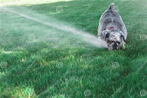 cucciolo di cane felice che gioca con l'acqua in modo sicuro