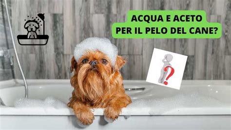 preparazione del materiale per il bagnetto del cane