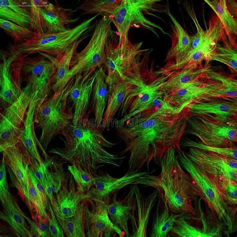 rappresentazione microscopica di cellule e nuclei con evidenza di fluorescenza