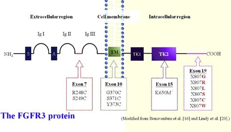 schema della mutazione del gene FGFR3 e conseguenze sullo sviluppo osseo