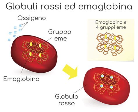 Globuli rossi sani e globuli rossi in un caso di anemia