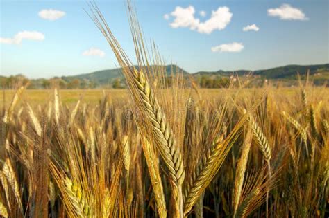 Campo coltivato a orzo