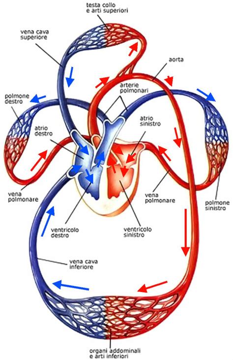 schema del sistema circolatorio in fase di sviluppo fetale