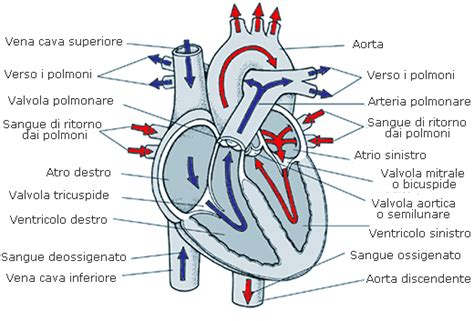 rappresentazione anatomica della circolazione sanguigna del seno e del capezzolo