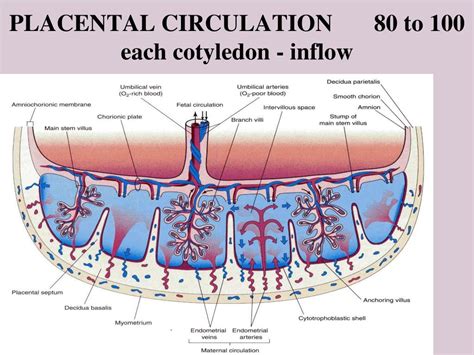 rappresentazione grafica dei cotiledoni placentari e della superficie materna dell'organo