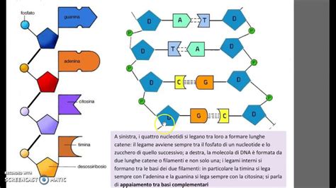 rappresentazione concettuale di una catena del DNA con focus sul cromosoma 21