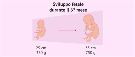 Illustrazione dello sviluppo del feto nel sesto mese di gravidanza