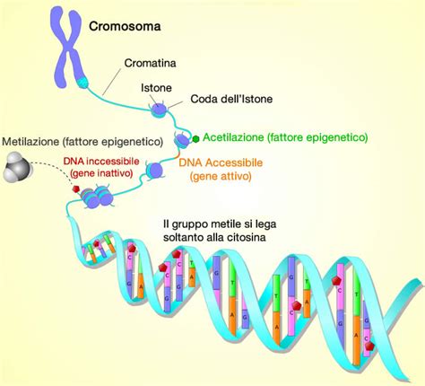 infografica che illustra i meccanismi epigenetici