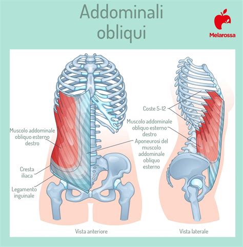 Diagramma di Onfalocele e organi addominali protrusi