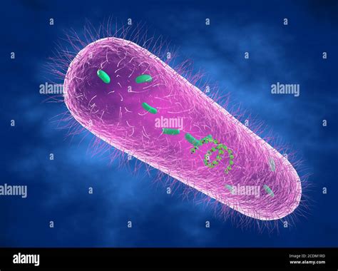 Microscopio che mostra il batterio Bordetella pertossi