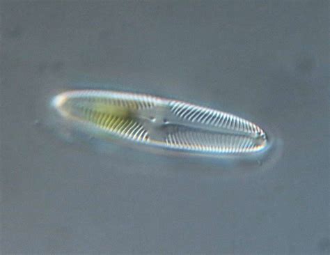 Struttura microscopica delle diatomee