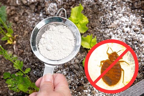 Terra di diatomee contro le formiche in casa