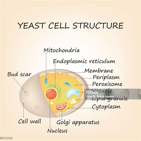 Diagramma che illustra la formazione di pseudoife da cellule di lievito