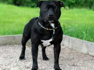 Cane Staffordshire bull terrier in ambiente domestico