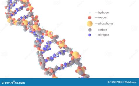 rappresentazione stilizzata del DNA