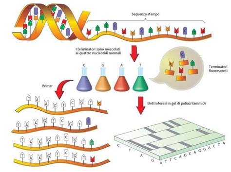 rappresentazione schematica dell'esoma e del sequenziamento