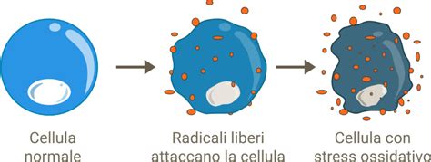 cellule umane sotto stress ossidativo