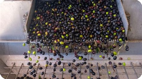 infografica che illustra il processo di produzione dell'olio d'oliva in relazione al calendario agricolo di novembre-dicembre