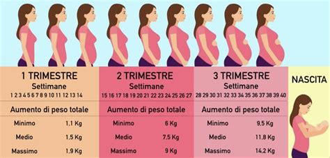 Grafico che illustra i cambiamenti del corpo durante la gravidanza
