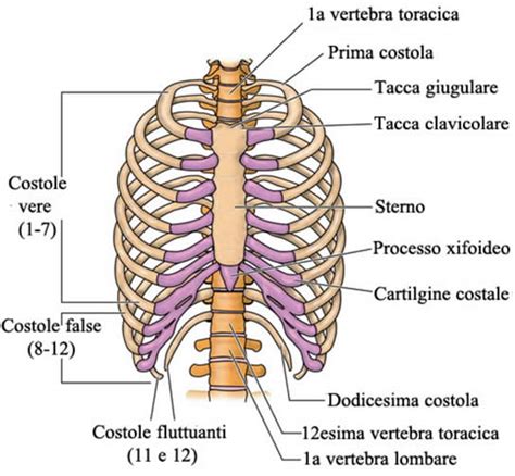 Anatomia esterna della mammella e posizione sulla gabbia toracica