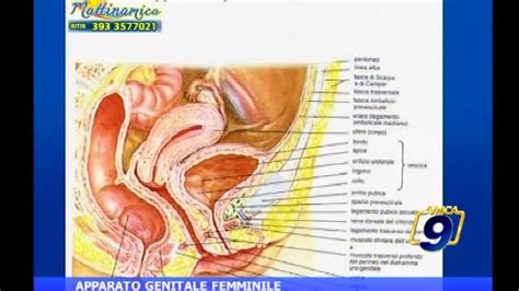 Illustrazione anatomica della zona intima femminile