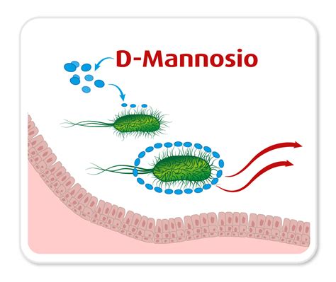 Diagramma che illustra l'azione del D-mannosio contro i batteri