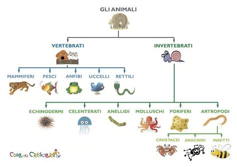 Classificazione degli animali