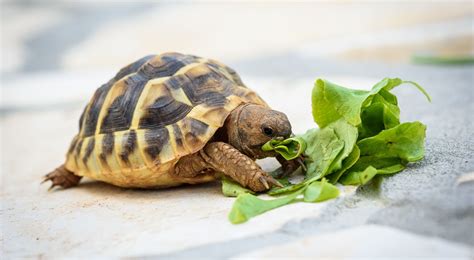 Alimentazione rettili e rapaci