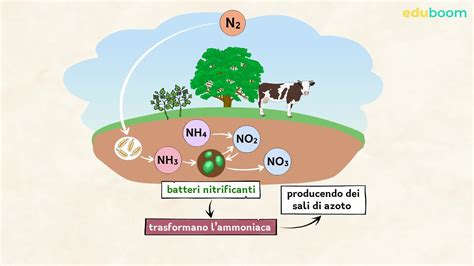 Diagramma della trasformazione dell'azoto della calciocianamide nel suolo