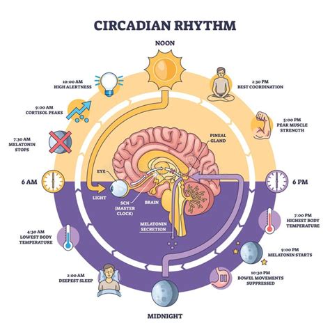 schema grafico del ritmo circadiano applicato all'illuminazione d'ufficio