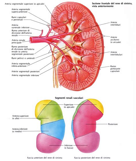 anatomia macroscopica del rene fetale e sezioni corticali