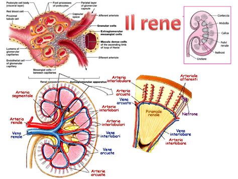 diagramma delle anomalie di fusione renale e rene a ferro di cavallo